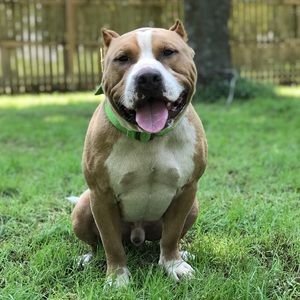 Meet your Posher, Jessie